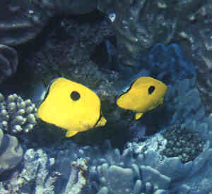 jaune.jpg (9080 octets)