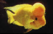 poisson.jpg (4521 octets)