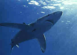 requin.jpg (3998 octets)